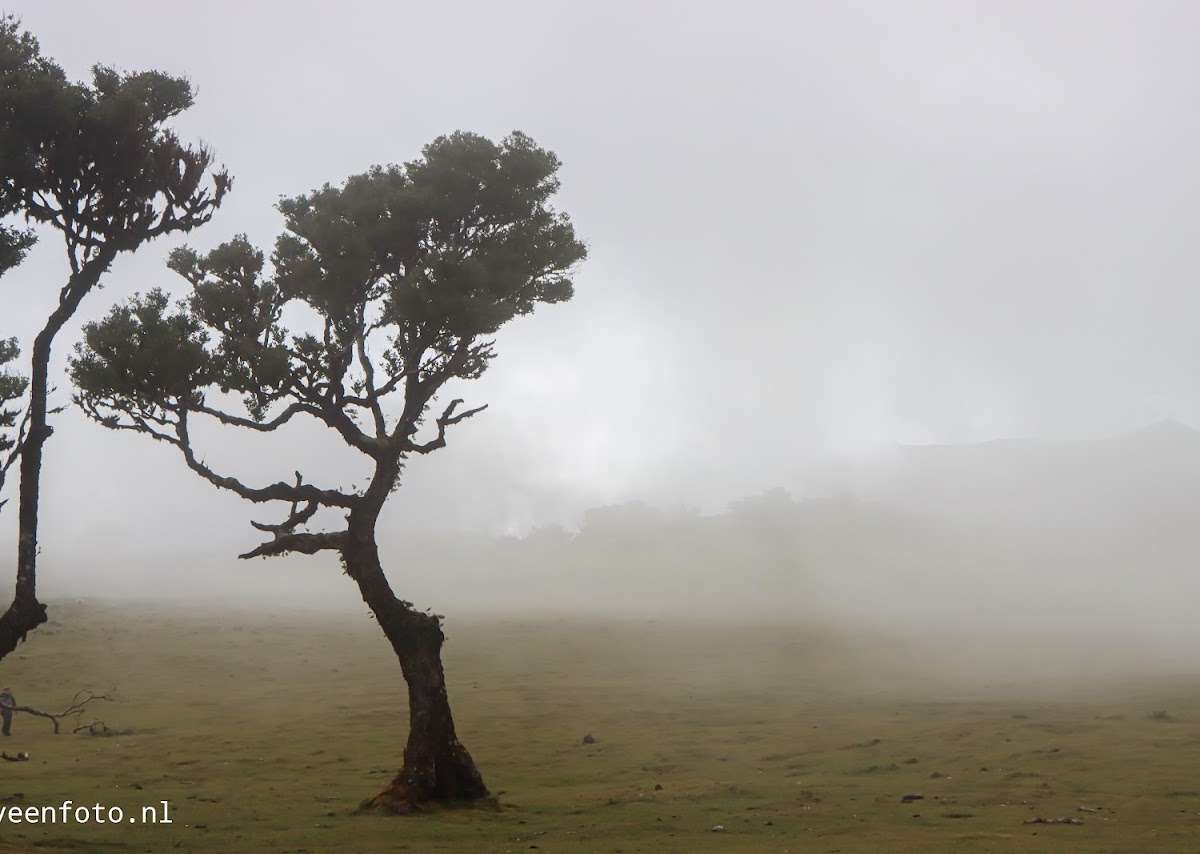 Fanal Forest