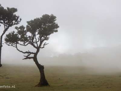 Fanal Forest