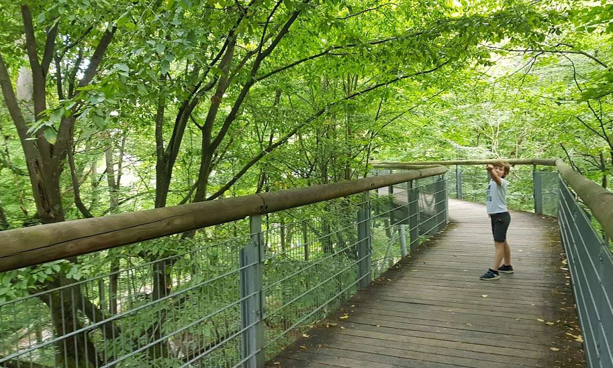 Baumkronenpfad im Nationalpark Hainich