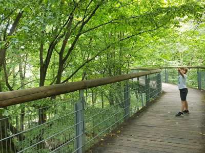 Baumkronenpfad im Nationalpark Hainich