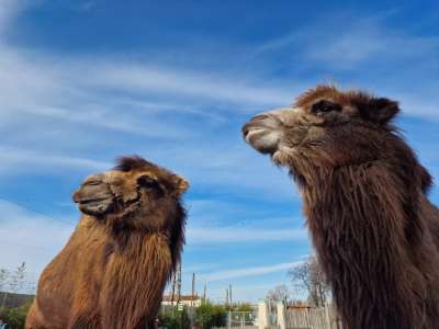 Budapest Zoo & Botanical Garden